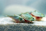 Different Triops species I currently offer : r/triops